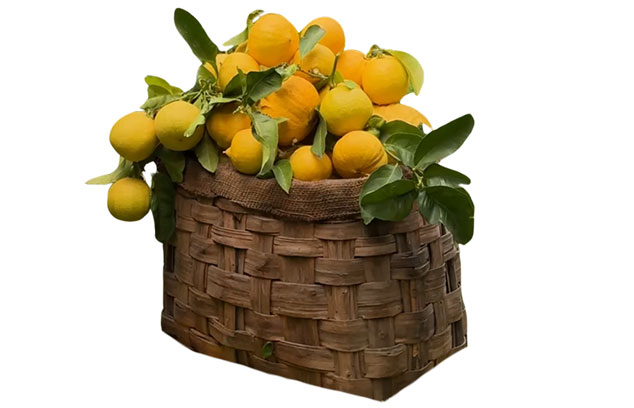 Bergamotto di Reggio Calabria